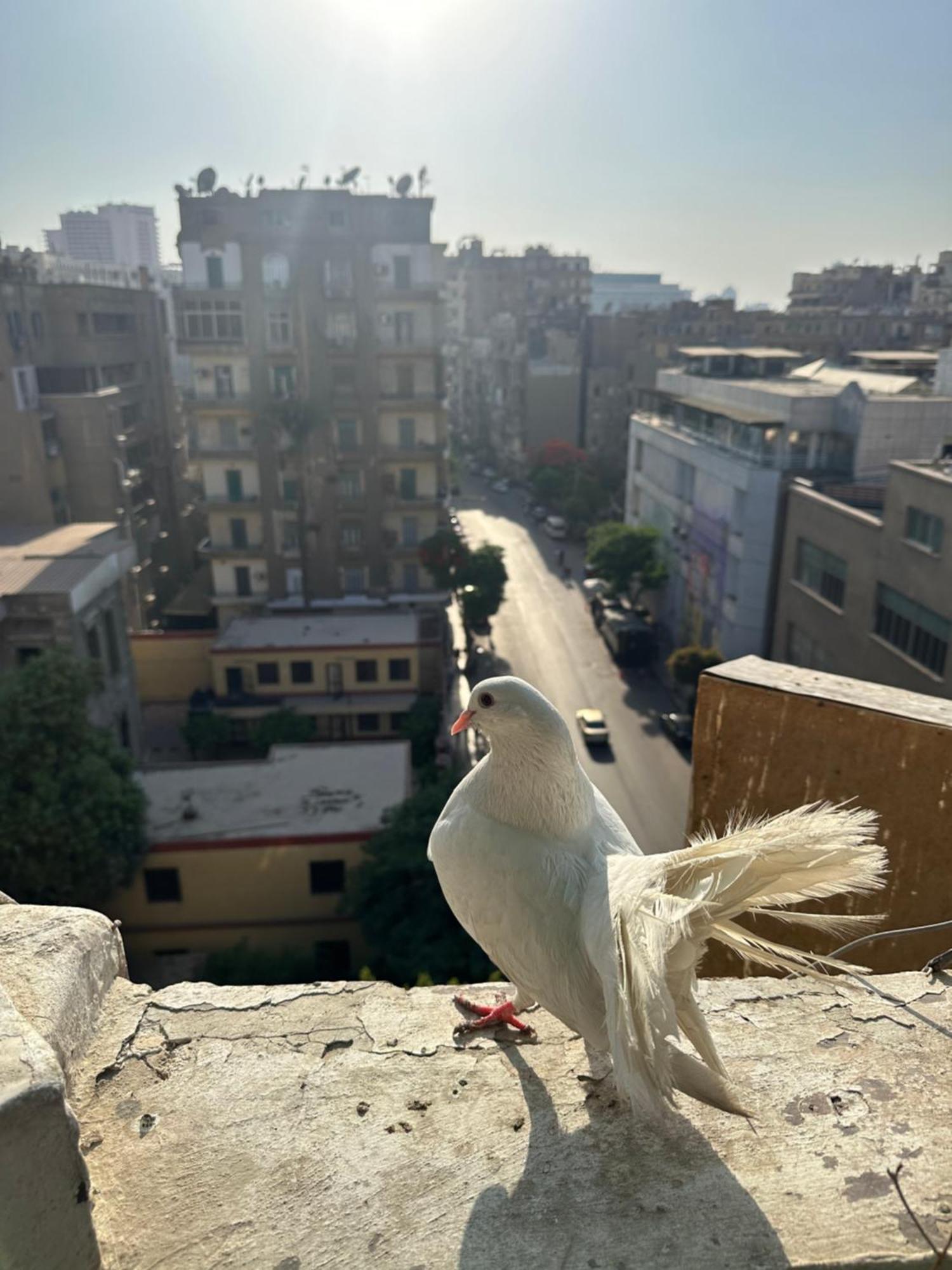 سيسيليا بيت شباب القاهرة